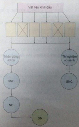 Quy tr&igrave;nh sản xuất giống ở c&acirc;y trồng tự thụ phấn theo sơ đồ phục tr&aacute;ng