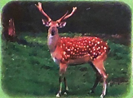 Bài 2: Con suối bản tôi