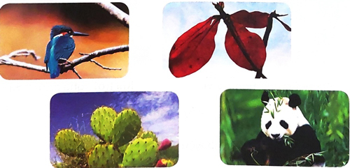 Bài 4: Hoa mai vàng