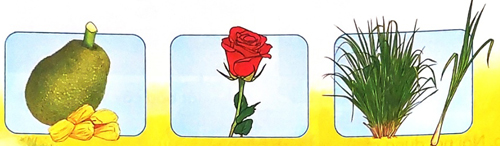 Bài 3: Mùa lúa chín