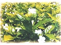 Bài 4: Cây và hoa bên lăng Bác