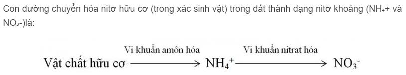 H&atilde;y chỉ ra con đường chuyển h&oacute;a nitơ hữu cơ trong đất th&agrave;nh dạng nitơ kho&aacute;ng