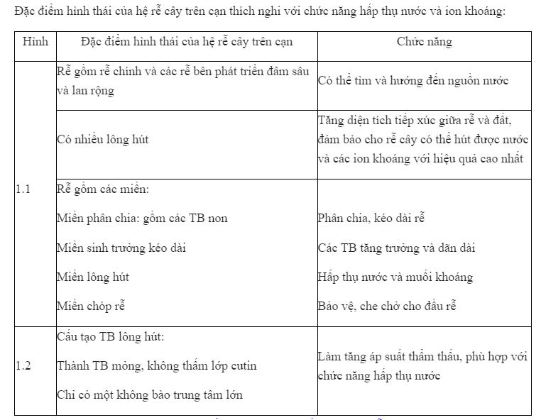 M&ocirc; tả đặc điểm h&igrave;nh th&aacute;i của hệ rễ c&acirc;y tr&ecirc;n cạn