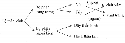 Tr&igrave;nh b&agrave;y c&aacute;c bộ phận của hệ thần kinh v&agrave; th&agrave;nh phần cấu tạo của ch&uacute;ng dưới h&igrave;nh thức sơ đồ.