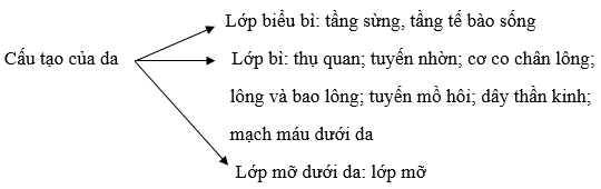 Da c&oacute; cấu tạo như thế n&agrave;o?