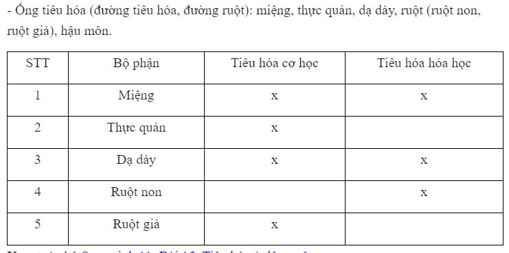 H&atilde;y kể t&ecirc;n c&aacute;c bộ phận của ống ti&ecirc;u h&oacute;a của người