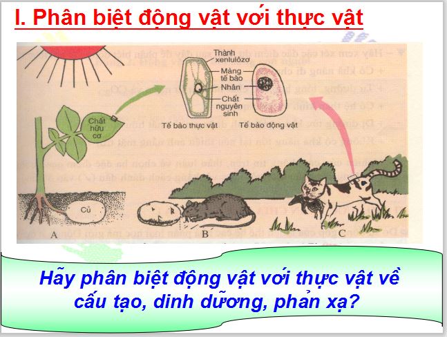 Giáo án PowerPoint lớp 7 môn Sinh