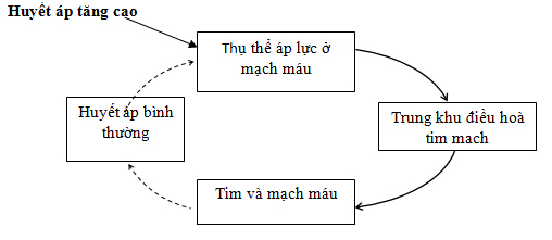 Tr&igrave;nh b&agrave;y cơ chế điều h&ograve;a khi huyết &aacute;p tăng cao
