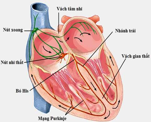 Vẽ v&agrave; ch&uacute; th&iacute;ch hệ dẫn truyền tim