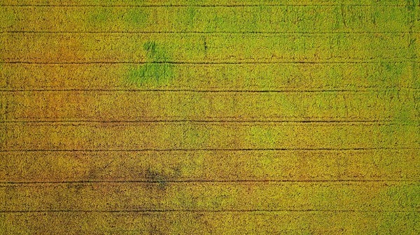 ta canh dong lua*313946