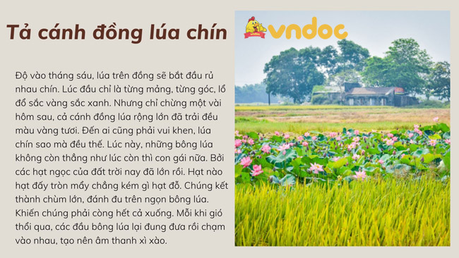 ta canh dong lua chin 1*314981
