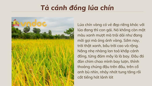 ta canh dong lua chin 2*314980