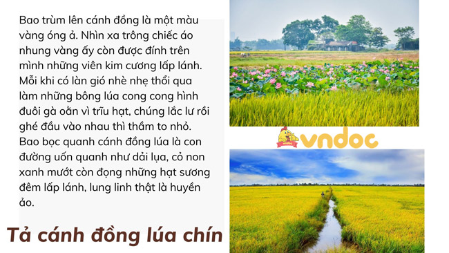 ta canh dong lua chin 3*314982