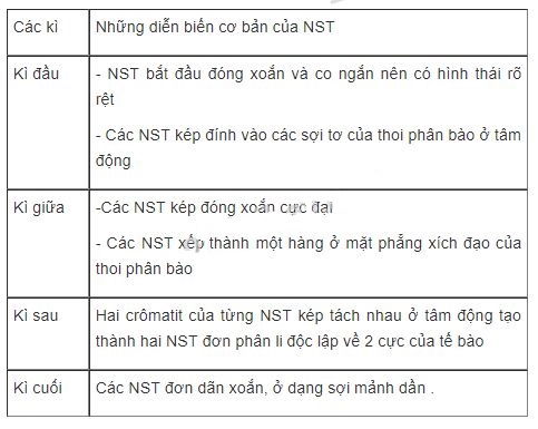 N&ecirc;u những diễn biến cơ bản của NST trong qu&aacute; tr&igrave;nh nguy&ecirc;n ph&acirc;n