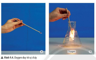 KHTN lớp 6 bài 9 Chân trời sáng tạo