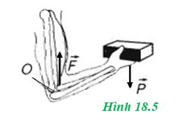 Hãy vận dụng quy tắc momen lực vào các trường hợp sau