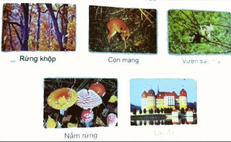 Kì diệu rừng xanh