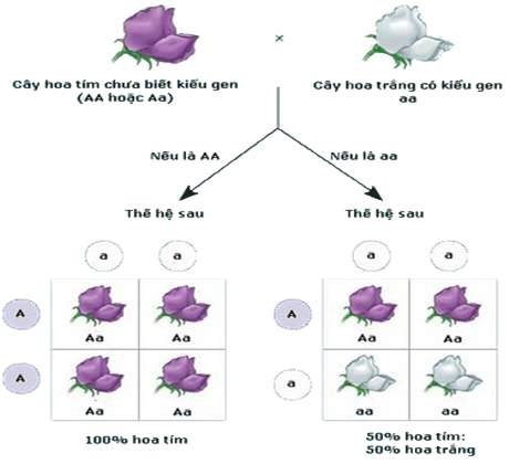 Lai phân tích là gì