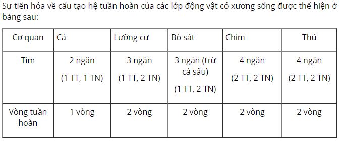Tr&igrave;nh b&agrave;y sự tiến h&oacute;a thể hiện ở cấu tạo của hệ tuần ho&agrave;n giữa c&aacute;c lớp trong ng&agrave;nh ĐVCXS