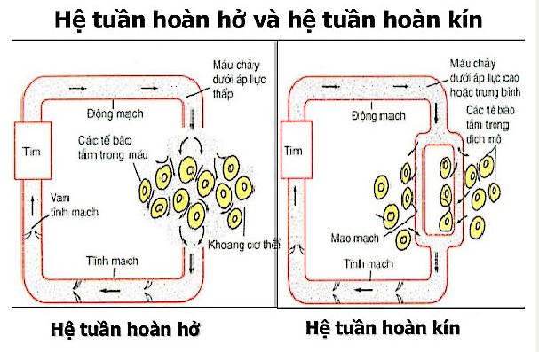 Vẽ sơ đồ v&agrave; tr&igrave;nh b&agrave;y sự kh&aacute;c nhau giữa hệ tuần ho&agrave;n hở v&agrave; tuần ho&agrave;n k&iacute;n