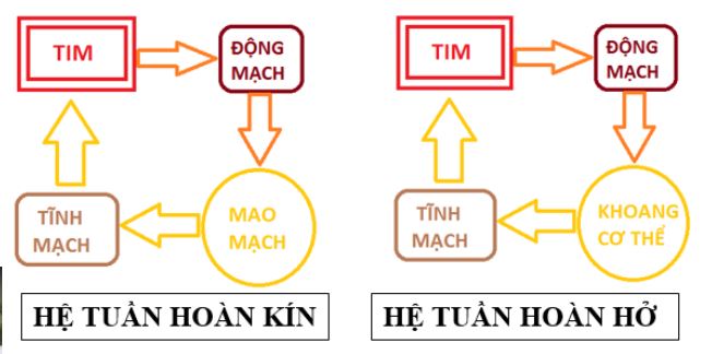 Vẽ sơ đồ v&agrave; tr&igrave;nh b&agrave;y sự kh&aacute;c nhau giữa hệ tuần ho&agrave;n hở v&agrave; tuần ho&agrave;n k&iacute;n