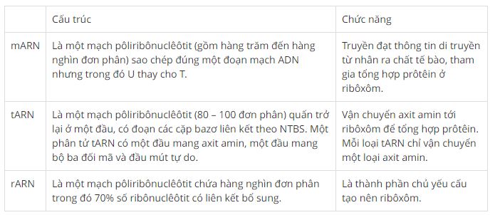 Ph&acirc;n biệt cấu tr&uacute;c v&agrave; chức năng c&aacute;c loại ARN