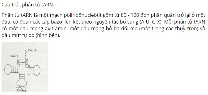 Tr&igrave;nh b&agrave;y cấu tr&uacute;c ph&acirc;n tử tARN