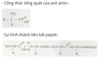 Viết c&ocirc;ng thức tổng qu&aacute;t của axit amin