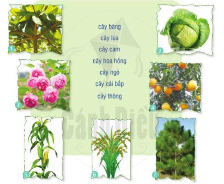 Giáo án môn Tiếng Việt lớp 2 Sách Cánh Diều - Tuần 21