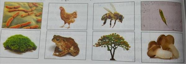 Đề thi học kì 1 lớp 6 môn Khoa học tự nhiên