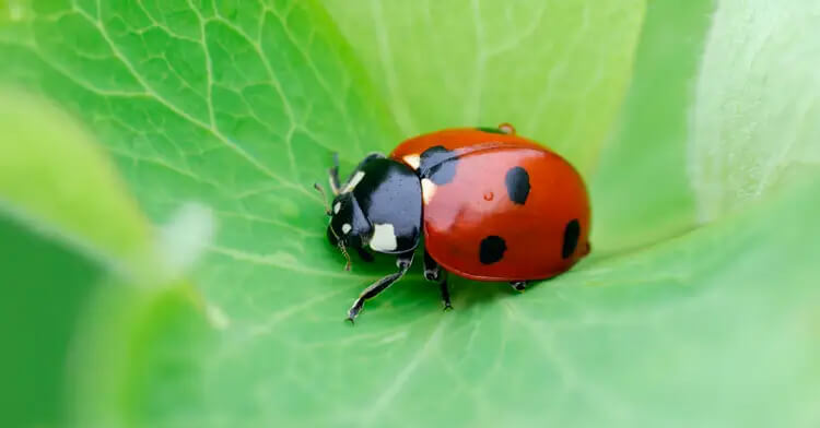 soan giot suong dem ngan nhat 2*324499