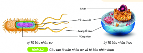 Khoa học tự nhiên lớp 6 bài 19