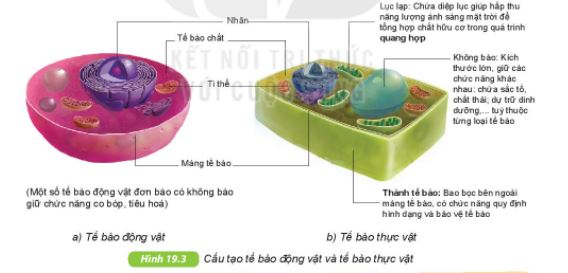 Giải KHTN lớp 6 bài 19