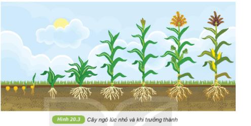 Khoa học tự nhiên lớp 6 bài 20 Kết nối tri thức