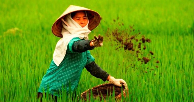 Cách bón thúc cho cây trồng