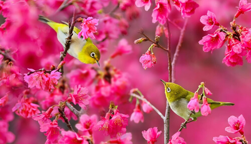 Văn tả mùa xuân lớp 7