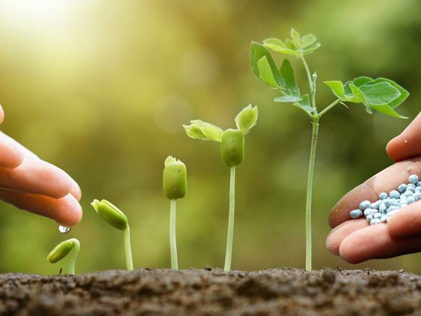 Tác dụng của phân bón với sự sinh trưởng của cây trồng