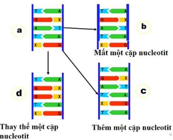 Đột biến gen là gì
