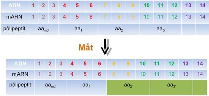 Đột biến gen là gì