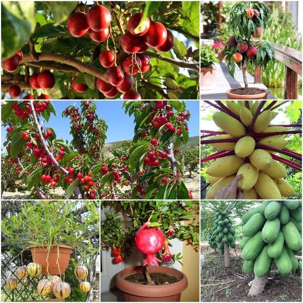 Tác dụng của phân bón với năng suất của cây trồng