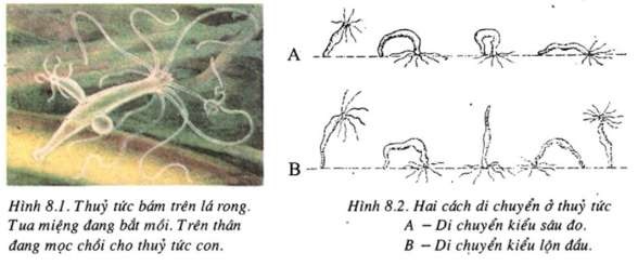 Thủy tức di chuyển bằng cách nào