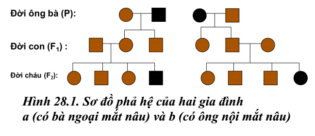 Phả hệ là gì