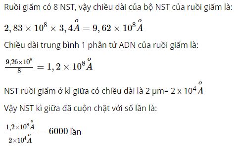 Chiều d&agrave;i trung b&igrave;nh của NST ruồi giấm ở k&igrave; giữa d&agrave;i khoảng 2 micr&ocirc;me th&igrave; n&oacute; cuộn chặt lại v&agrave; l&agrave;m ngắn đi bao nhi&ecirc;u lần
