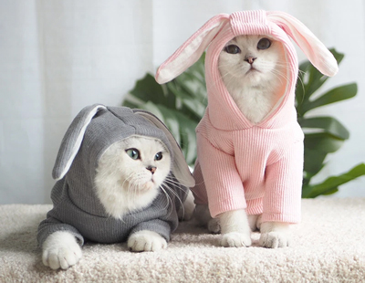 Đoạn văn về tranh ảnh vật nuôi