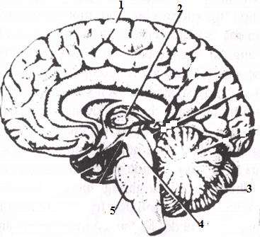 đề thi sinh học