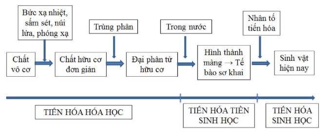 H&atilde;y vẽ sơ đồ biểu diễn c&aacute;c giai đoạn ph&aacute;t sinh sự sống