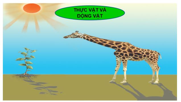 Sản phẩm cuối khóa module 9 môn Khoa học