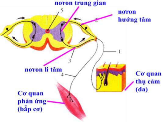 sơ đồ cung phản xạ