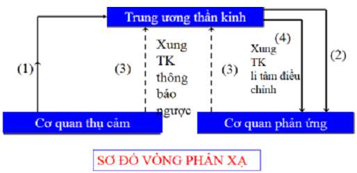 sơ đồ cung phản xạ