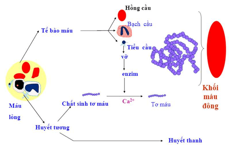 sơ đồ cơ chế đông máu